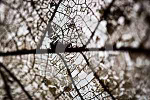 Detailed texture of a mangrove tree leaf