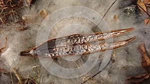 Detailed texture of seeds and kapok fibers