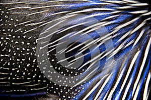 Detailed texture of white and blue pheasant feathers