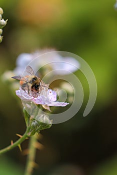 detailed thorny blackberry flower with orange honey bee on top