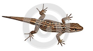 A small brown lizard isolated on white background