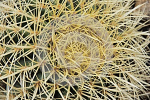 Detailed top view of a cactus