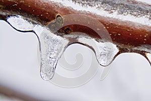 Detailed tree branch covered in clear ice after freezing rain