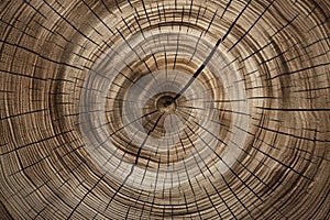 Detailed Tree Trunk Texture Showcasing Growth Rings