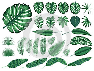 Detailed tropical leaves and plants, vector collection isolated elements