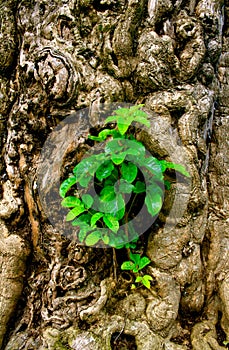 Detailed trunk sprouting new life