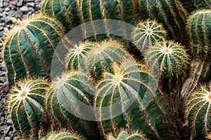 Detailed for a typical Barrel Cactus