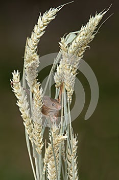 Detailed upright image of a harvest mouse