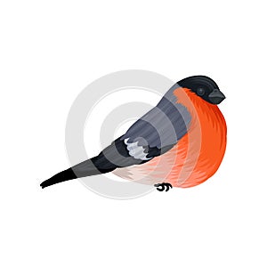 Detailed vector icon of flame robin. Small passerine bird with bright red breast. Ornithology or wildlife theme. Design