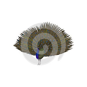 Detailed vector icon of peacock with plumage out. Elegant wild bird with big tail. Wildlife and fauna theme