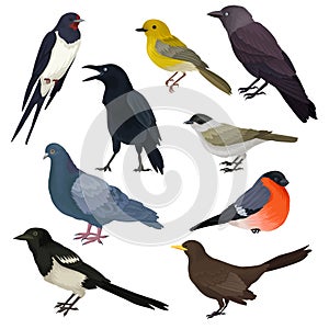 Detailed vector icons of different species of birds. Wildlife or fauna theme. Elements for ornithology book, print or