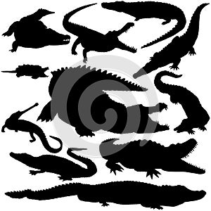 Detailed Vectoral Crocodile Silhouettes photo