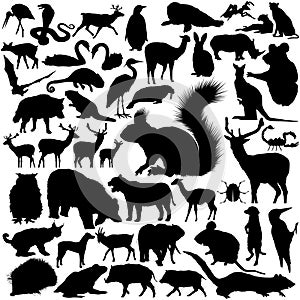 Detailed Vectoral Wild Animal Silhouettes