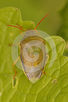 Vertical closeup on a colorful adult gorse shield bug,Piezodorus lituratus sitting on vegetation photo