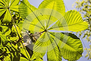 Aesculus hippocastanum leaves