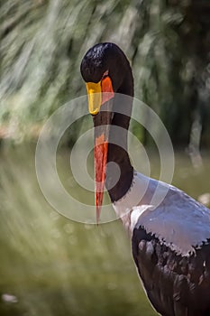 Detailed view of a african Saddle-billed Stork, Ephippiorhynchus senegalensis