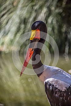 Detailed view of a african Saddle-billed Stork, Ephippiorhynchus senegalensis