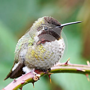 Detailed View of an Annas Hummingbird Feathers