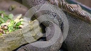 Detailed view of big iguana at the zoo. Reptile animal close up.