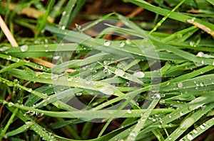 Detailed view of the blades of grass with water drops after rain