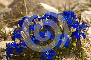 Detailed view of a blue gentian photo