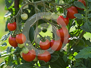 Detailed view on the bunch of riped and unriped cherry tomatoes on the tree and twig in the garden