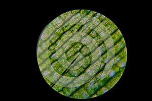 Green leaf grains also known as chloroplasts in cells of waterweed photo