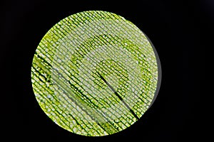Leaf of waterweed through a microscope