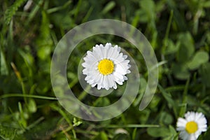 Detailed view of clean blooming daisy on a meadow in blurred, green grass on a sunny spring and summer