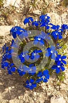 Detailed view of a blue gentian photo