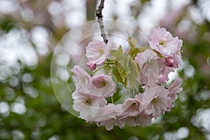 Detailed view of delicate light pink cherry blossom, photographed in Regent`s Park, London