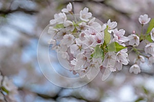 Detailed view of delicate light pink cherry blossom, photographed in Regent`s Park, London