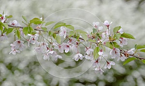 Detailed view of delicate pale pink cherry blossom, photographed in Regent`s Park, London