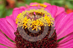 Detailed view of flower stamens, petals, beautiful colors and shape