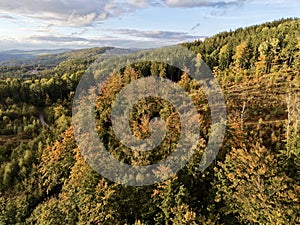 Detailed View Of Forest Undergrowth And Light, Intimate Look At Leaf Litter Moss And Sunlight Patterns
