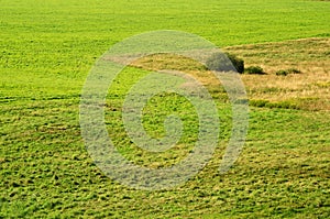 Detailed view of green meadow