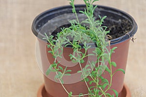 Detailed View of Lavender Plant Growing in Pot, Showing Tiny Leaves and Vibrant Green Shoots