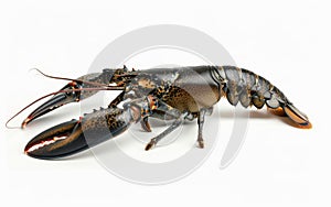 Detailed view of a lobster with striking claws and antennae, isolated on white.