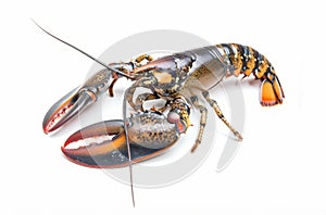 Detailed view of a lobster with striking claws and antennae, isolated on white.