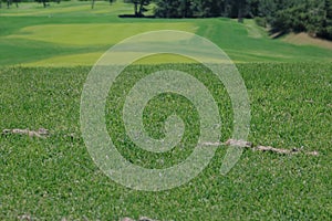 Close-up of perfectly manicured grass on golf course, vibrant green turf symbolizing precision, sport maintenance, and outdoor lei photo