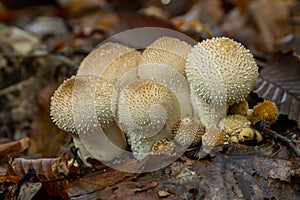 A detailed view of a Lycoperdon perlatum mushroom, also known as the common puffball, sitting on the forest floor. Its