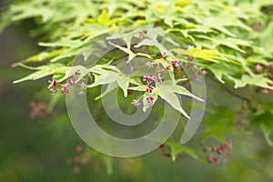 Detailed view of a maple tree with branches, leaves and flowers