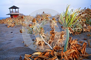 A detailed view on a maroccan desert plants with sand, sea and a watchtower on the background.