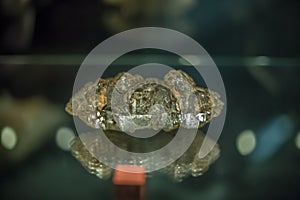 Detailed view of a mineral stone on blurred background