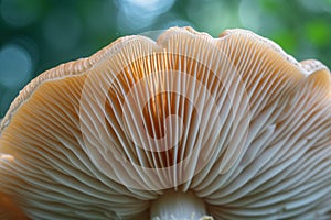 A detailed view of a mushroom up close, capturing its intricate features, set against a softly blurred background, Close-up shot