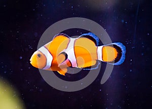 Ocellaris Clownfish on Black Background