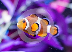 Ocellaris Clownfish on Black Background