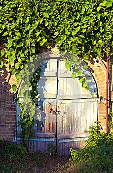 Detailed view of old wooden gate into the cellar covered by grapevine. Grapevine leaves border. Natural frame.