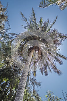 Detailed view of palm trees on the island of Mussulo, Luanda, Angola