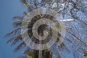 Detailed view of palm trees on the island of Mussulo, Luanda, Angola